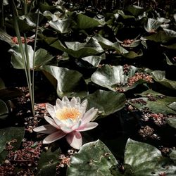 Close-up of flowers floating on water