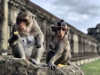 Monkeys sitting outdoors