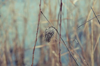 Close-up of thistle against blurred background