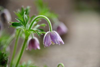 Close-up of purple flowering plant