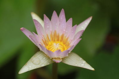 Close-up of wet purple water lily flower