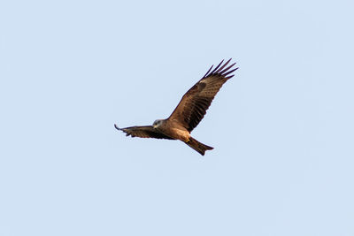 Low angle view of bird flying against clear sky