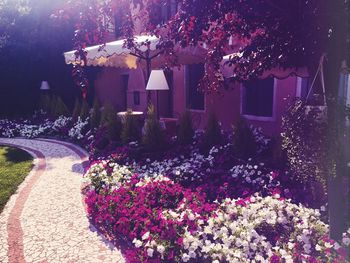 Purple flowers blooming on tree