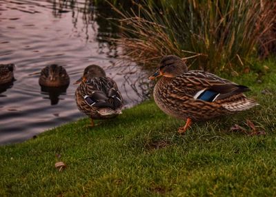 Ducks in a lake