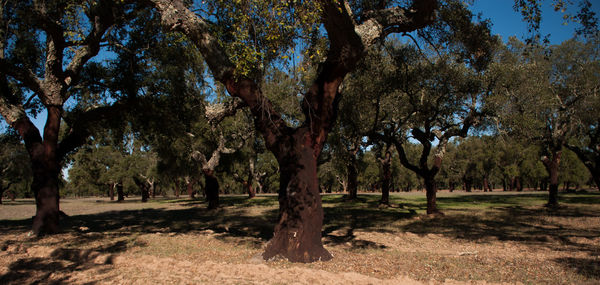 Trees on landscape against sky