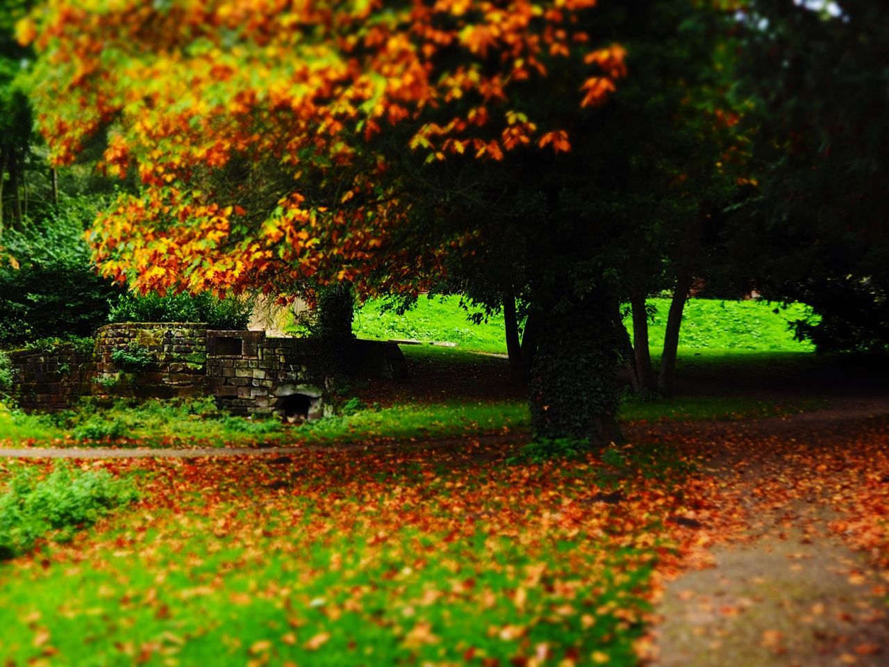 VIEW OF AUTUMN TREES IN PARK