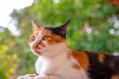 Close-up of a cat looking away