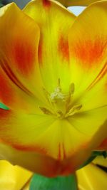 Macro shot of yellow flowering plant