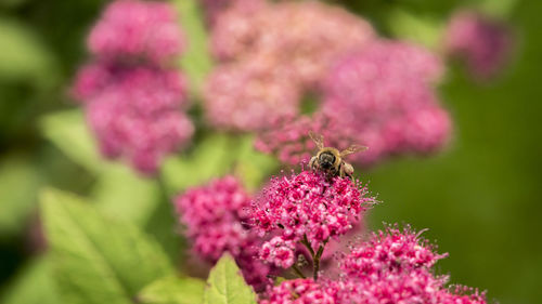 Close-up of bee pollinating on pink flower