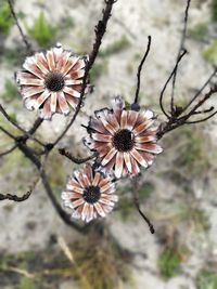 Close-up of flowers growing on tree