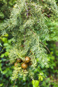 Close-up of berries growing on tree
