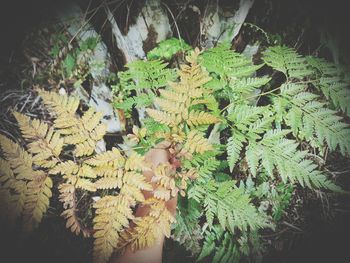 Cropped image of hand holding plants during autumn