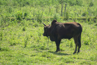 Horse standing in a field