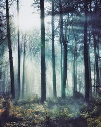 Trees in forest against sky
