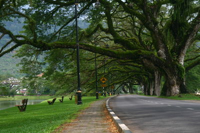 Empty road by trees in park