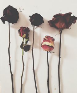 Close-up of flowers over white background