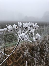 Close-up of wilted plant on snow covered field
