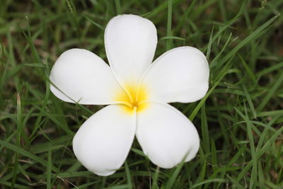 Close-up of white flowers blooming in grass