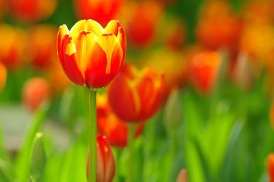 Close-up of red tulip