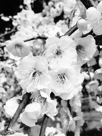 Close-up of flowers