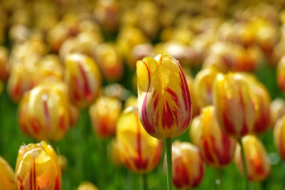 Close-up of yellow tulips on field