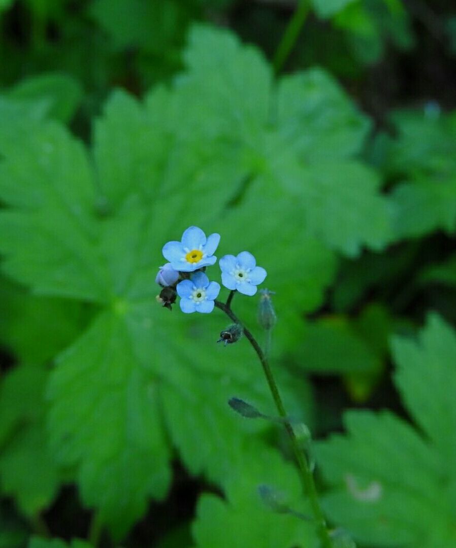 CLOSE-UP OF FRESH FLOWERS IN BLOOM