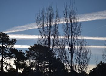 Low angle view of trees against sky