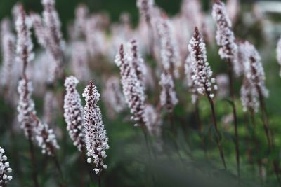 Close-up of purple flowering plant on field