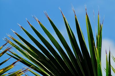 Low angle view of palm tree against clear sky