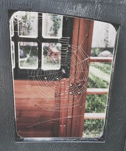 Close-up of spider web on window