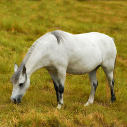 Horse standing on field