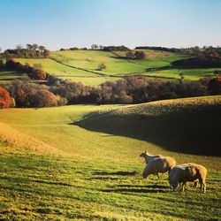 Sheep grazing in pasture