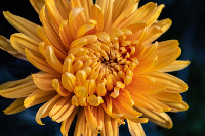 Close-up of yellow dahlia