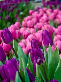 Close-up of pink flowers