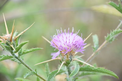 Close-up of pink flowering plant