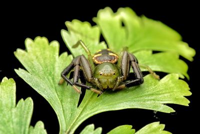 Close-up of spider on leaf