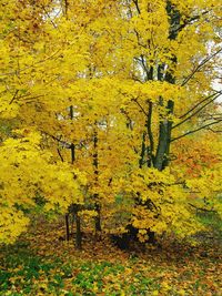 Yellow flowers in forest during autumn