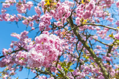 Low angle view of cherry blossoms against sky