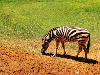 Zebras standing in a field