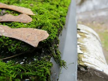 Close-up of moss