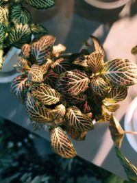 Close-up of wilted flower plant