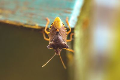 Close-up of insect on flower