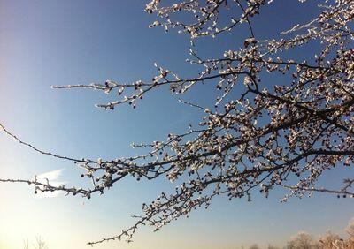 Low angle view of cherry blossom against blue sky