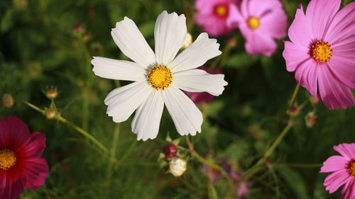 Close-up of white cosmos flowers