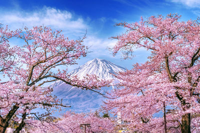 Pink cherry blossom tree against sky