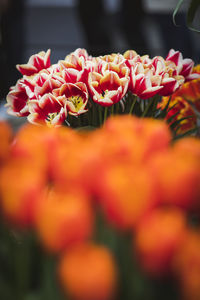 Close-up of multi colored flowers