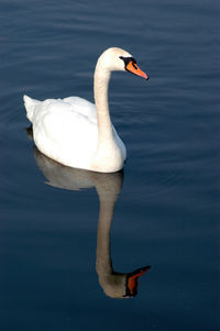 Swan swimming in a river, deep blue water, reflections, sunny day