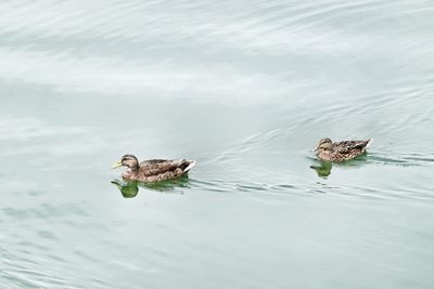 Ducks in the pond