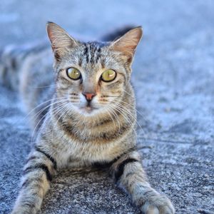 Close-up portrait of tabby cat