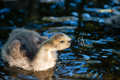 Duck swimming in lake